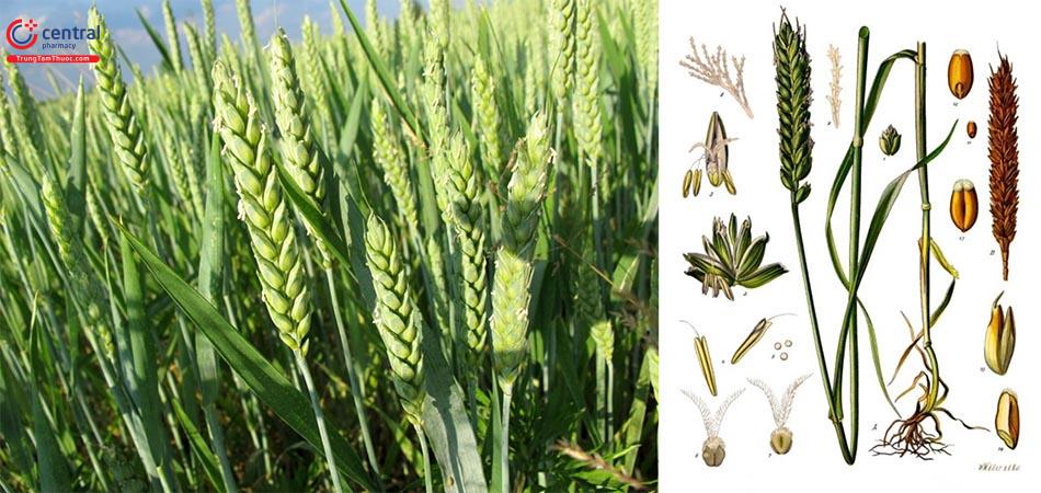 Hạt Lúa mì - Loại ngũ cốc giàu dinh dưỡng có lợi cho sức khoẻ