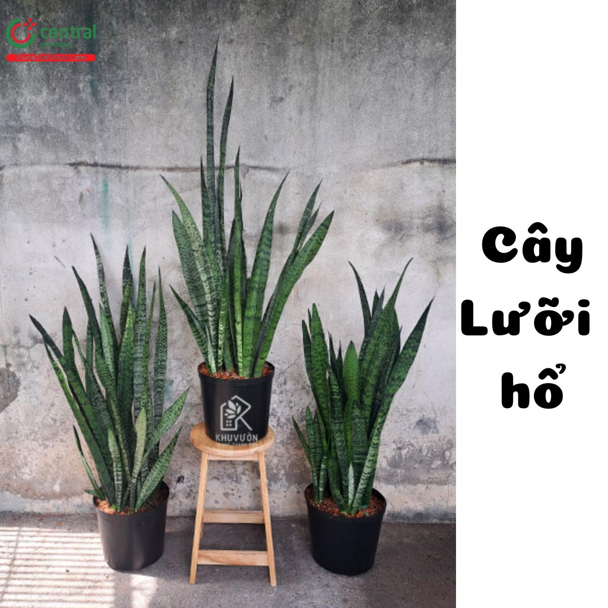 Cây lưỡi hổ xanh