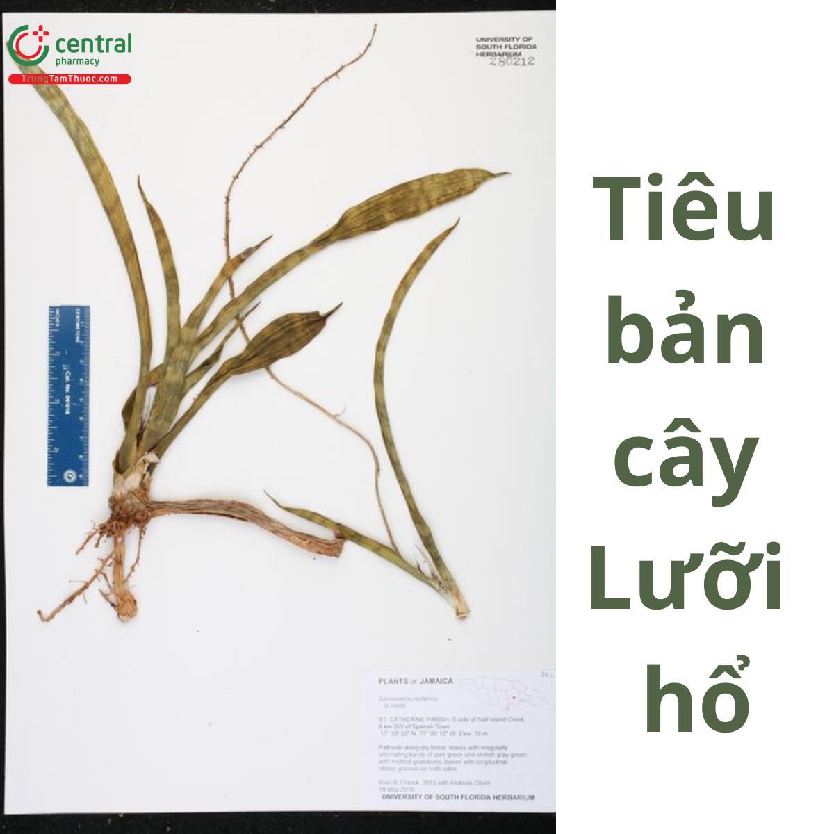 Cây lưỡi hổ xanh