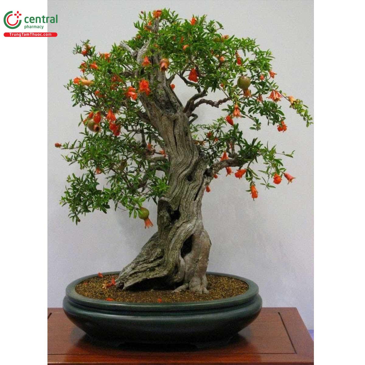 Hình ảnh cây Lựu bonsai