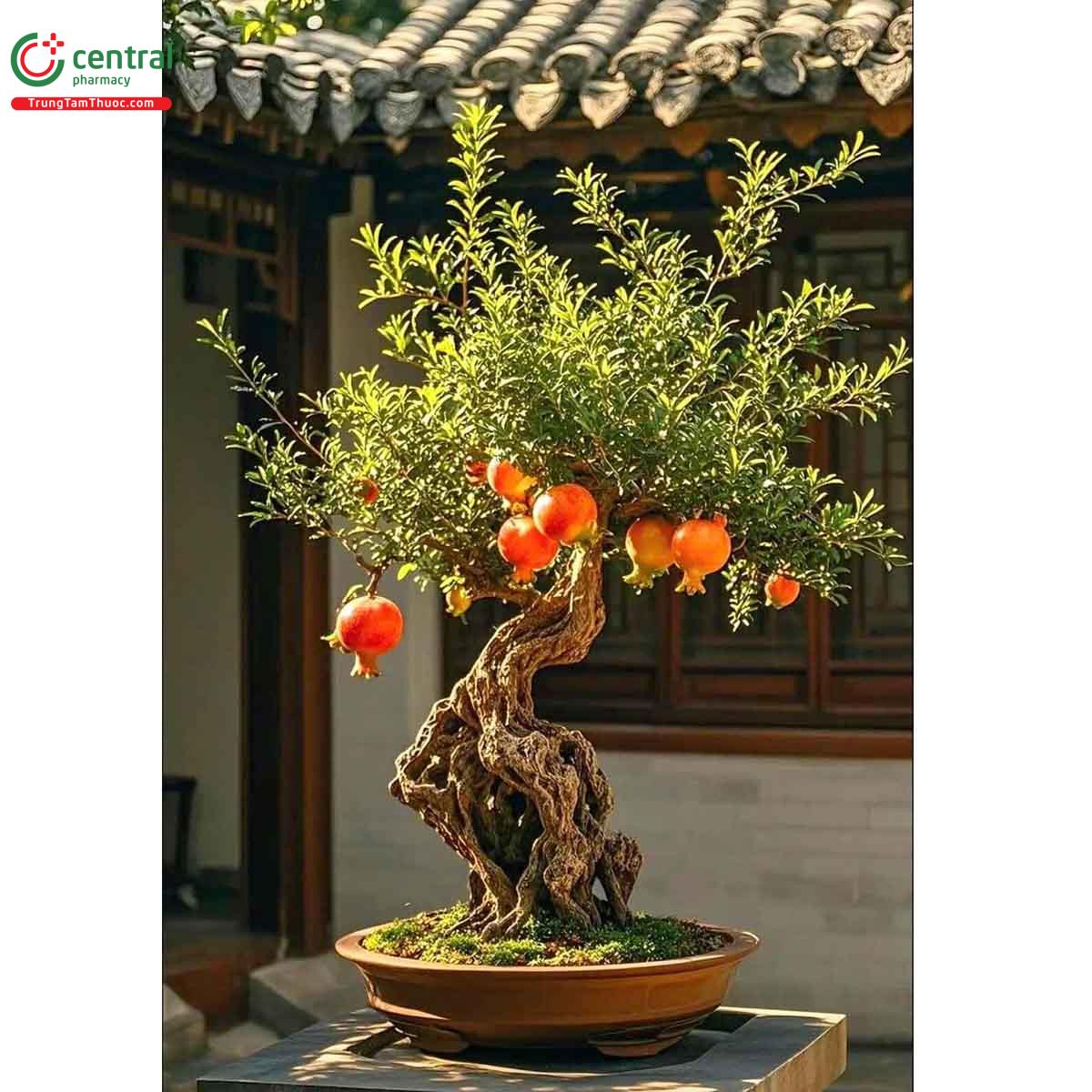 Cây Lựu bonsai dáng đẹp