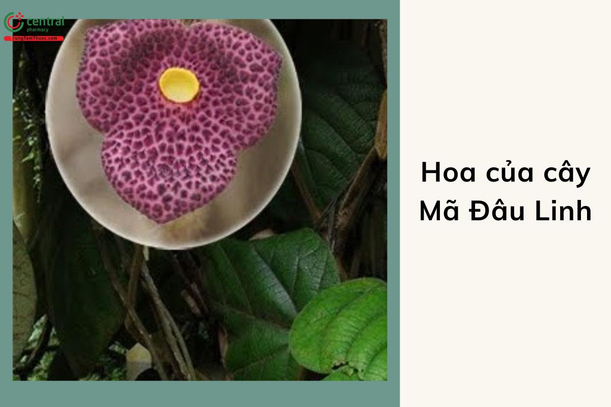 Hoa của cây Mã Đâu Linh