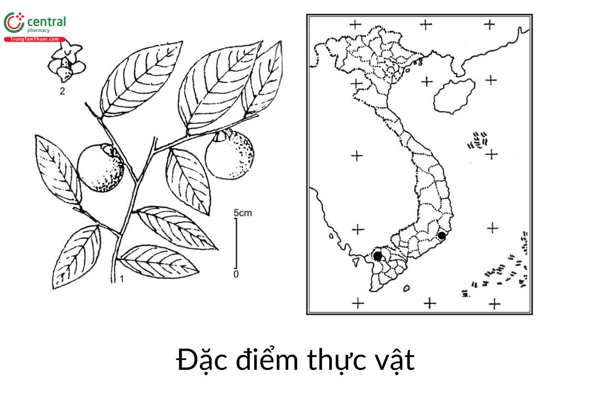 Đặc điểm thực vật của cây Mắc Nưa