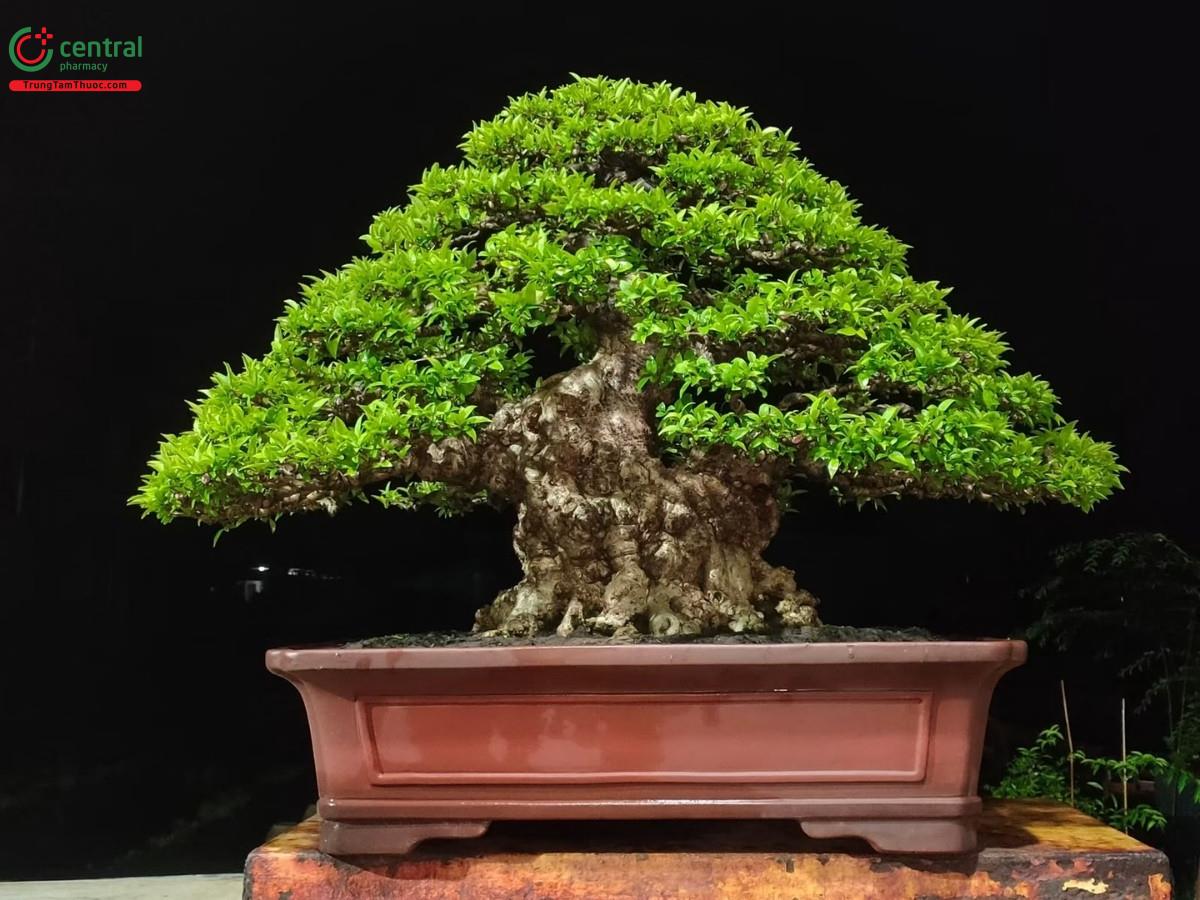 Hình ảnh cây mai chiếu thủy nu da đen
