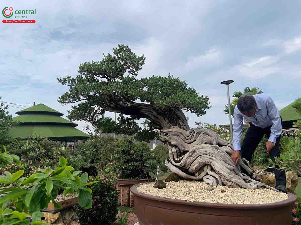 Hình ảnh cây Mắm bonsai dáng đẹp, độc đáo