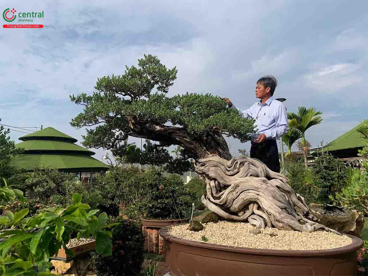 Hình ảnh cây Mắm bonsai dáng đẹp, độc đáo