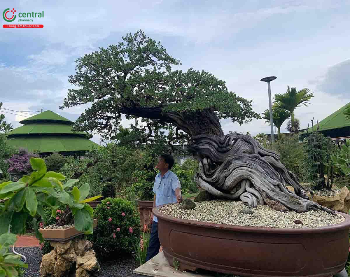 Hình ảnh cây Mắm bonsai dáng đẹp, độc đáo