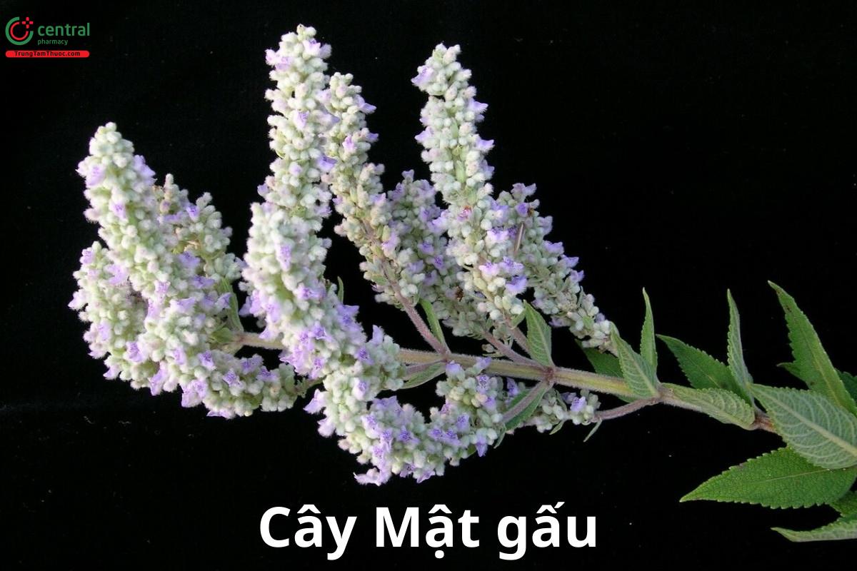 Cây Mật gấu