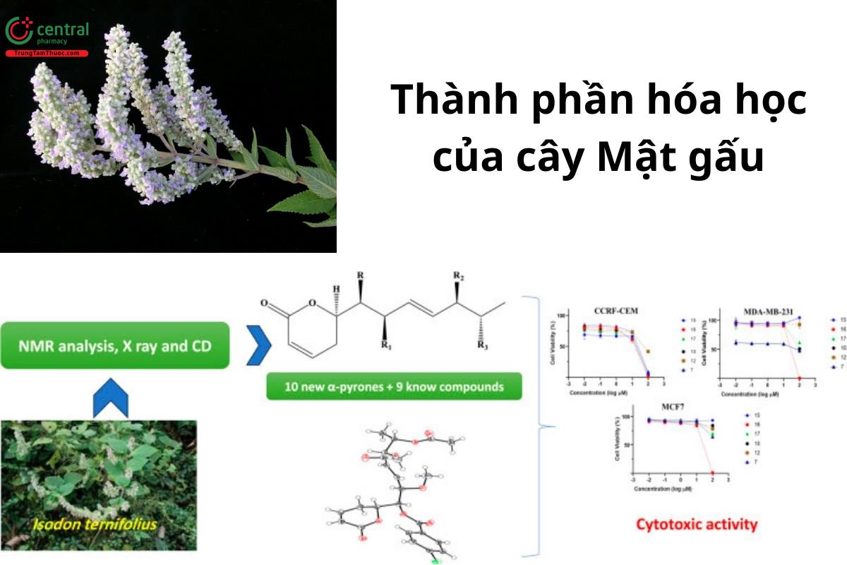 Thành phần hóa học của cây Mật gấu