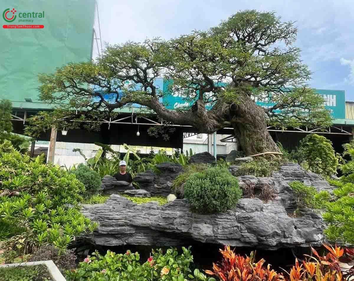 Hình ảnh cây Me chua bonsai dáng đẹp, độc đáo