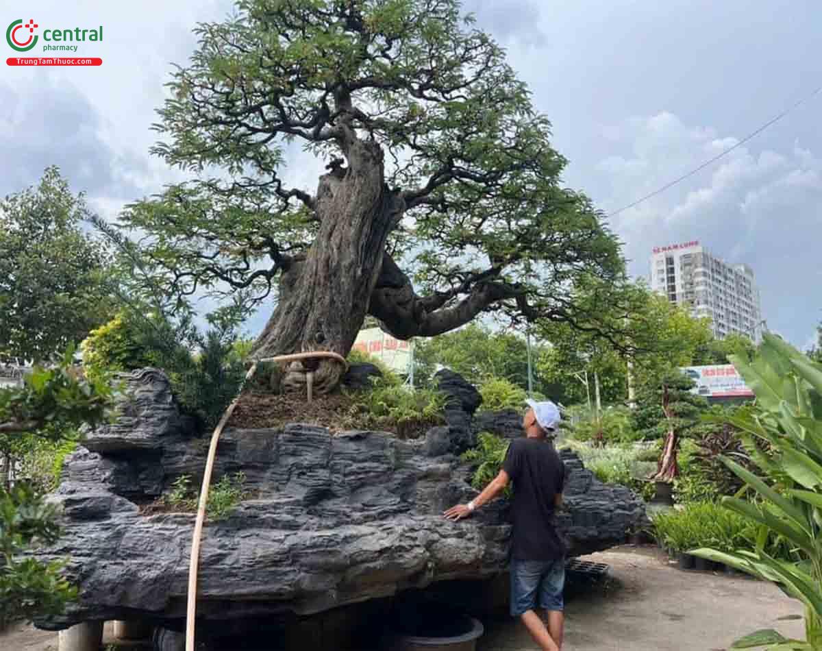 Hình ảnh cây Me chua bonsai dáng đẹp, độc đáo