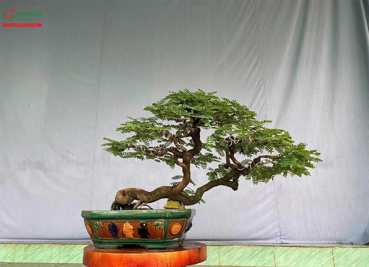 Hình ảnh cây Me rừng bonsai dáng đẹp, độc đáo