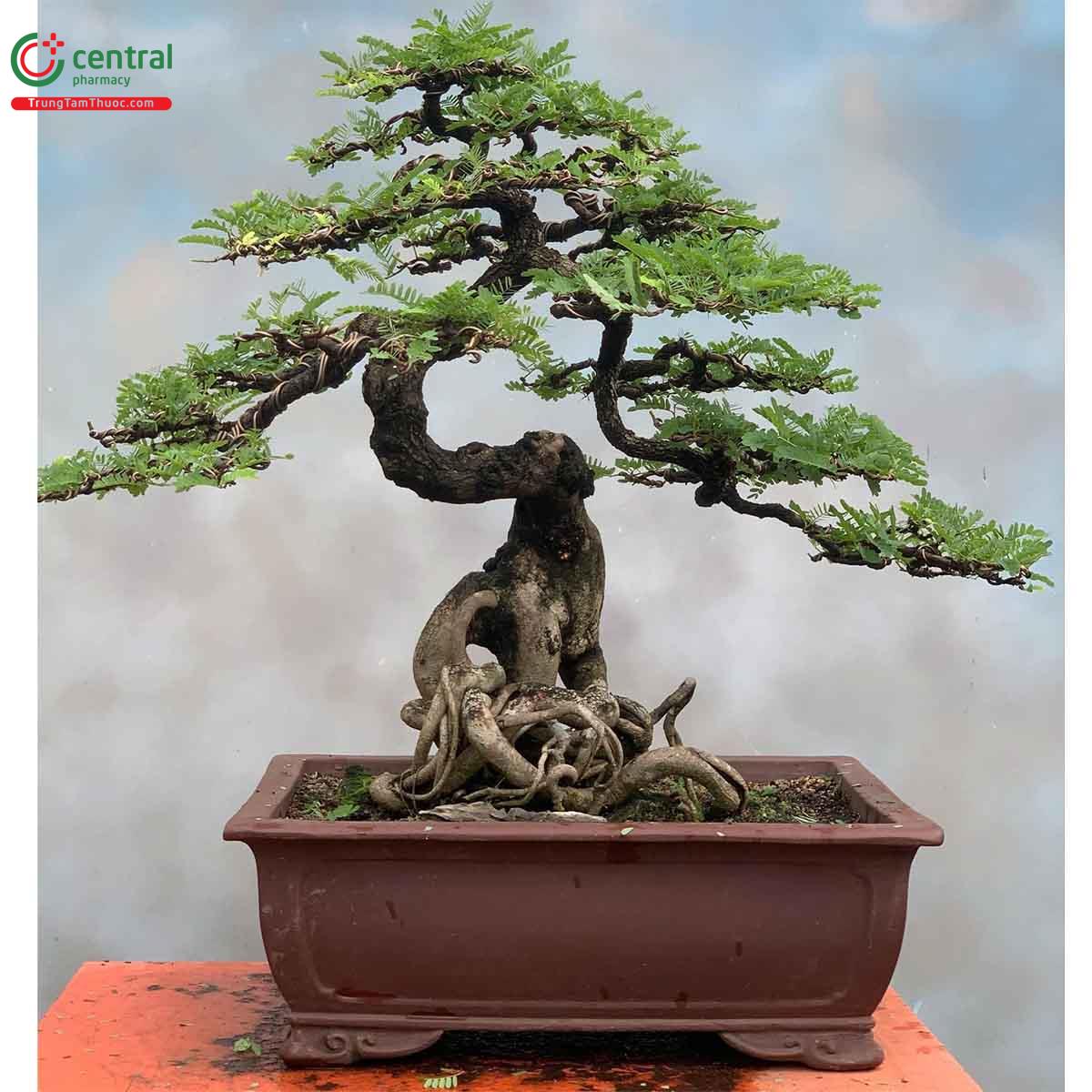 Hình ảnh cây Me chua bonsai dáng đẹp, độc đáo