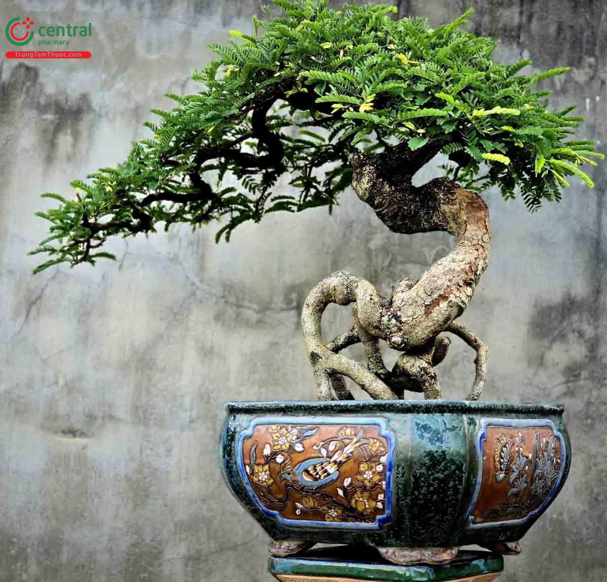 Hình ảnh cây Me rừng bonsai dáng đẹp, độc đáo