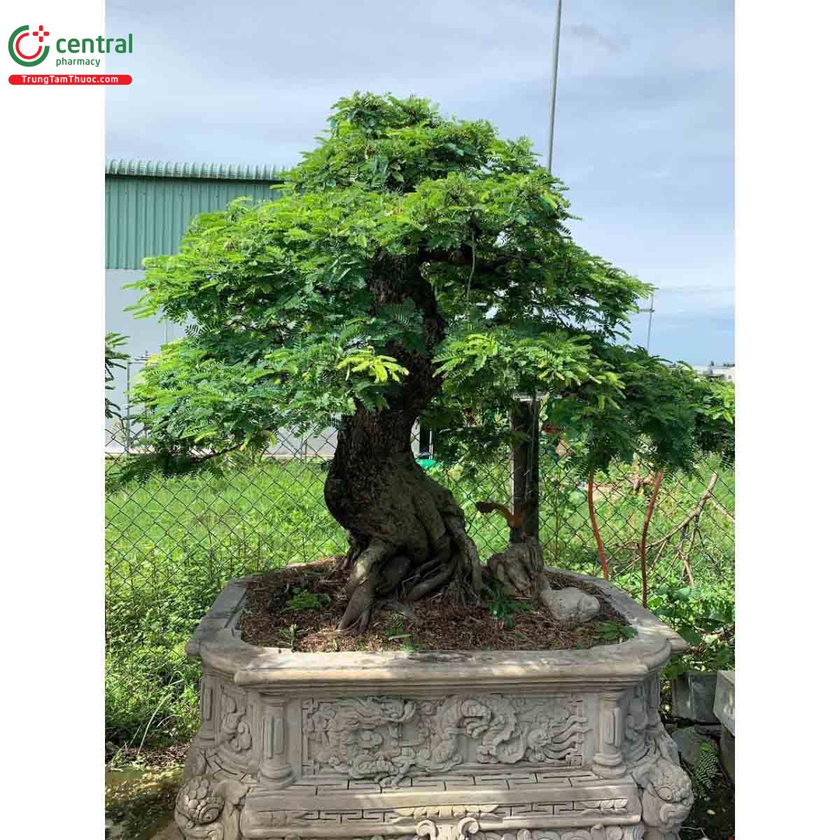 Hình ảnh cây Me rừng bonsai dáng đẹp, độc đáo