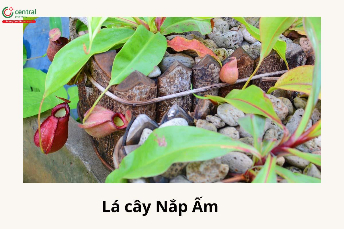 Lá cây Nắp Ấm