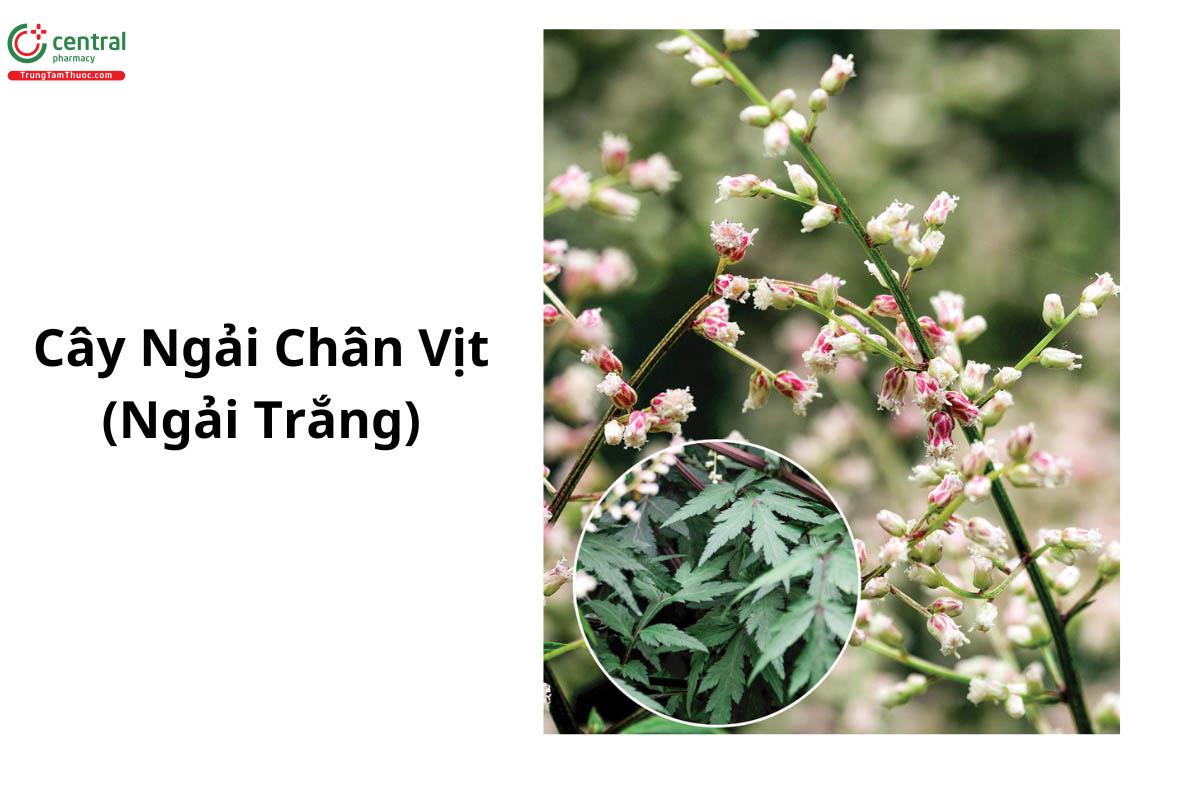 Cây Ngải Chân Vịt (Ngải Trắng - Artemisia lactiflora) - vị thuốc chữa ...