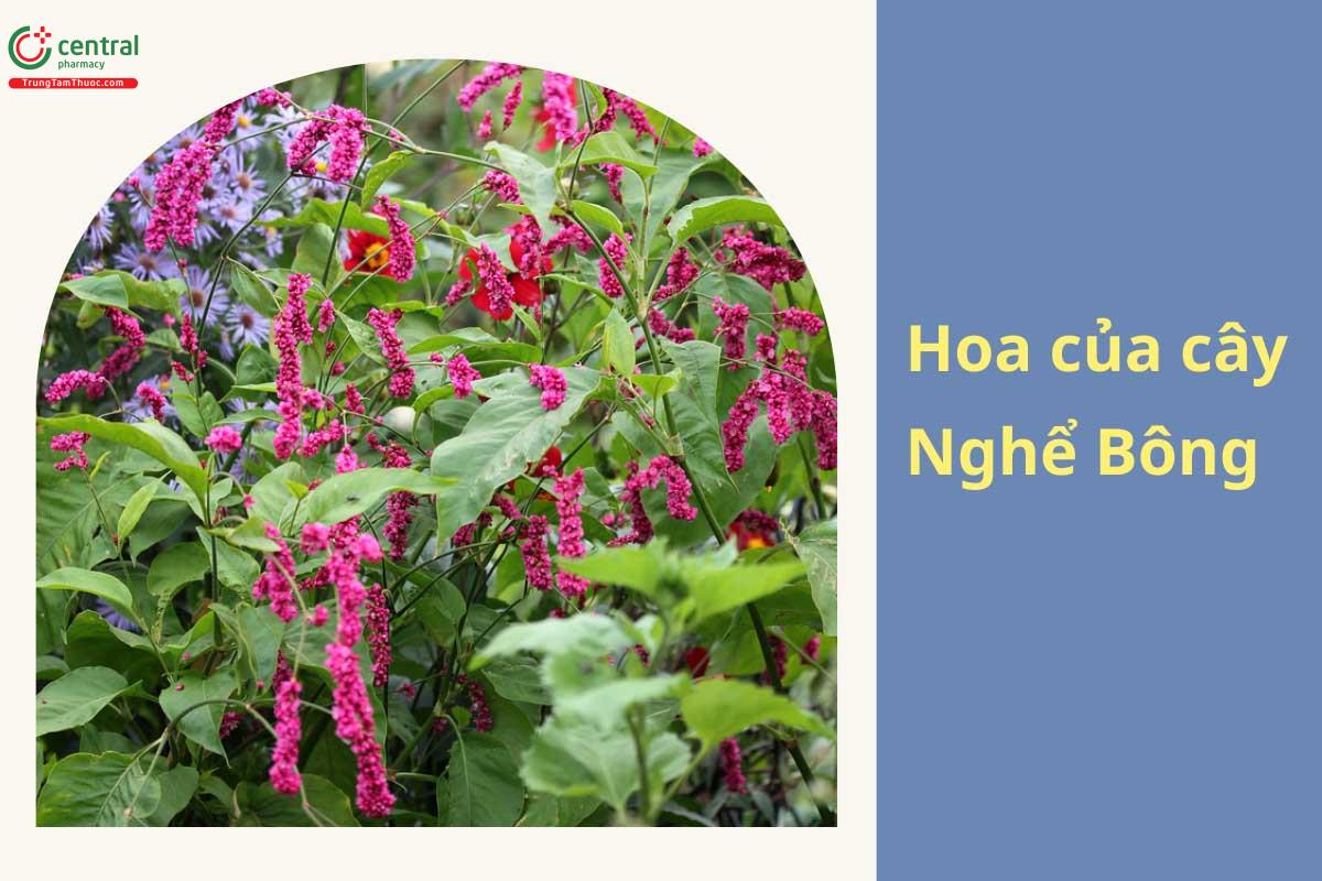 Hình ảnh cụm hoa