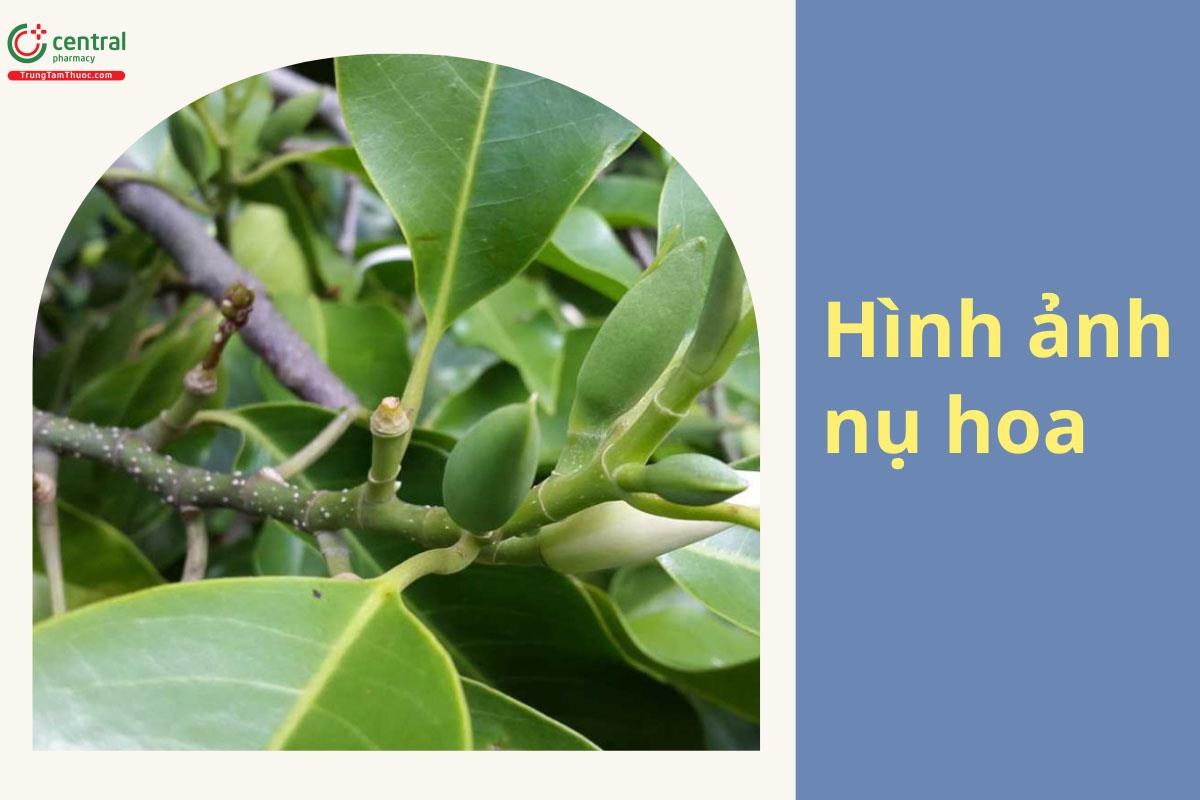 Hình ảnh nụ hoa