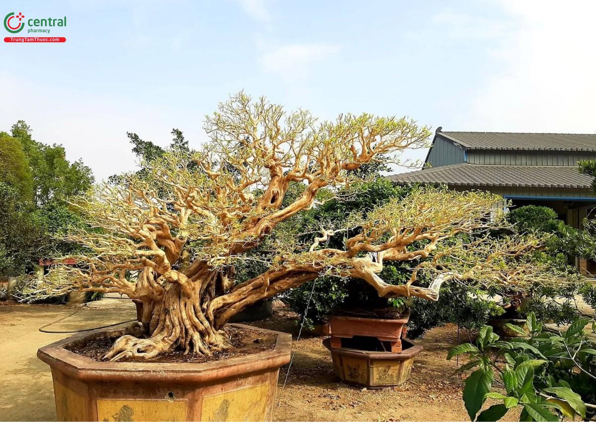 Hình ảnh cây nguyệt quế