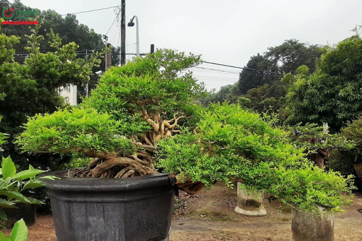 Hình ảnh cây nguyệt quế