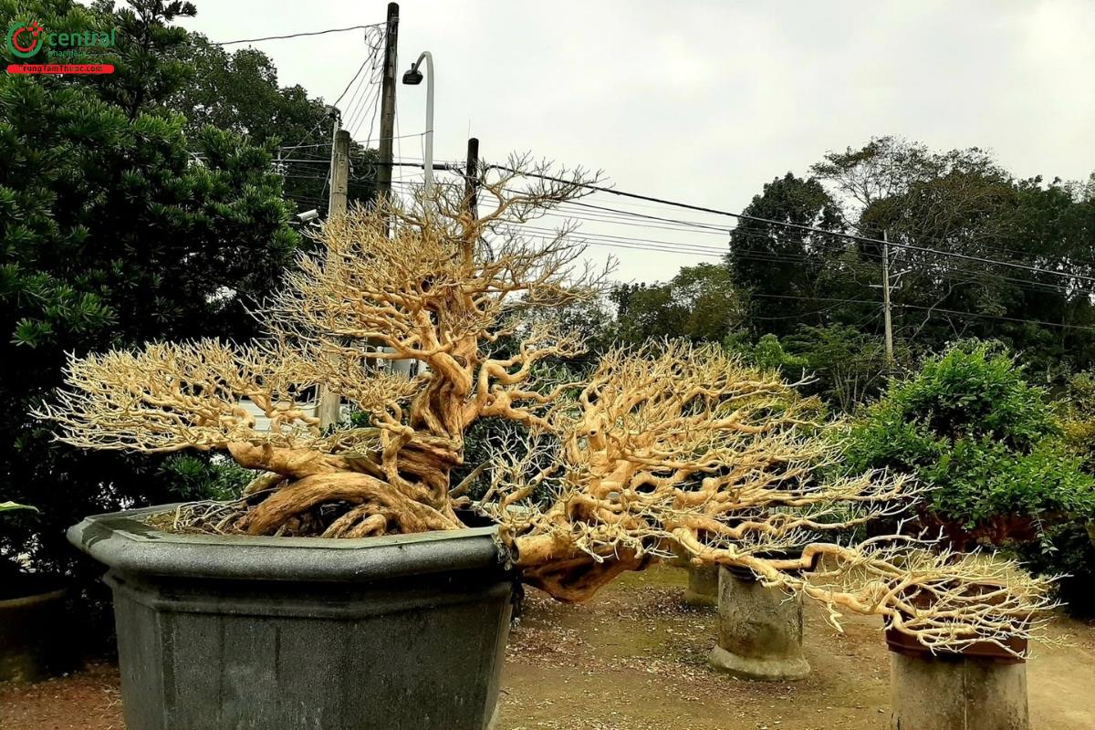 Hình ảnh cây nguyệt quế