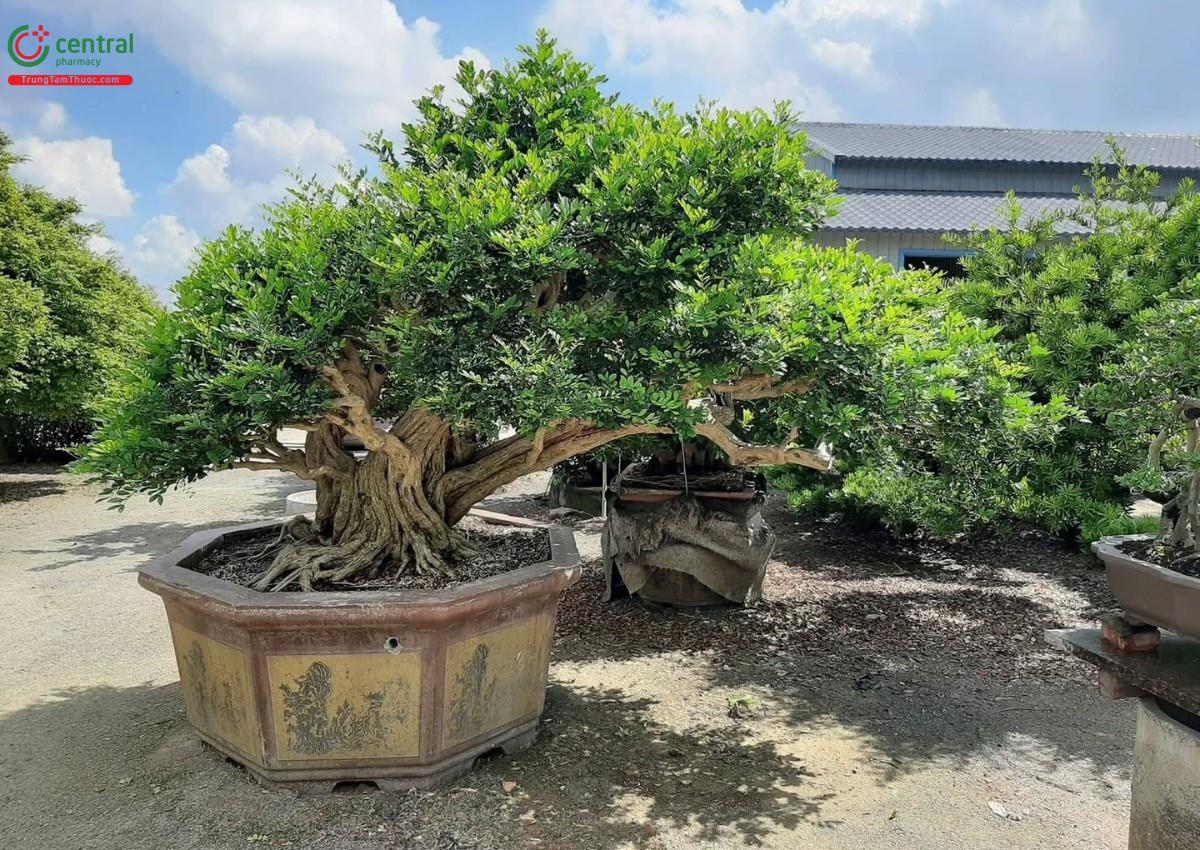 Hình ảnh cây nguyệt quế