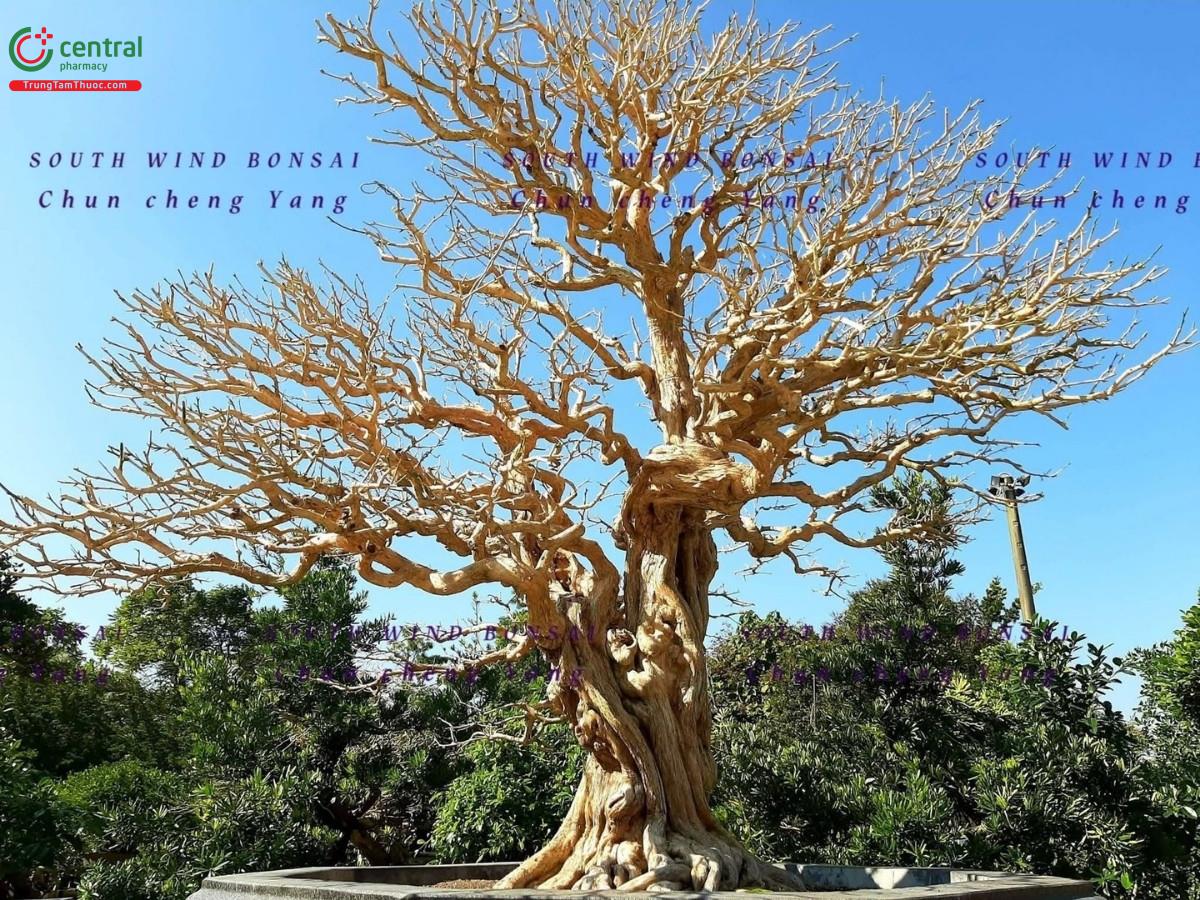 Hình ảnh cây nguyệt quế