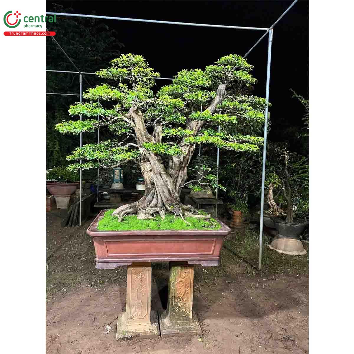 Cây Nguyệt quế bonsai dáng đẹp