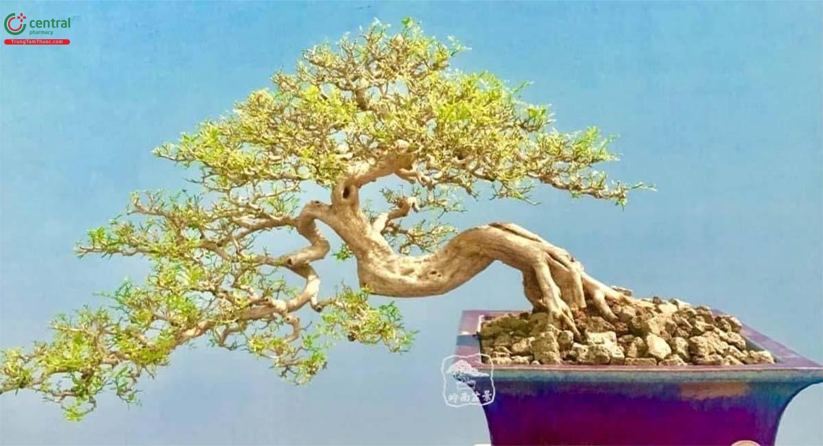 Hình ảnh cây Nguyệt quới (Nguyệt Quế) độc đáo