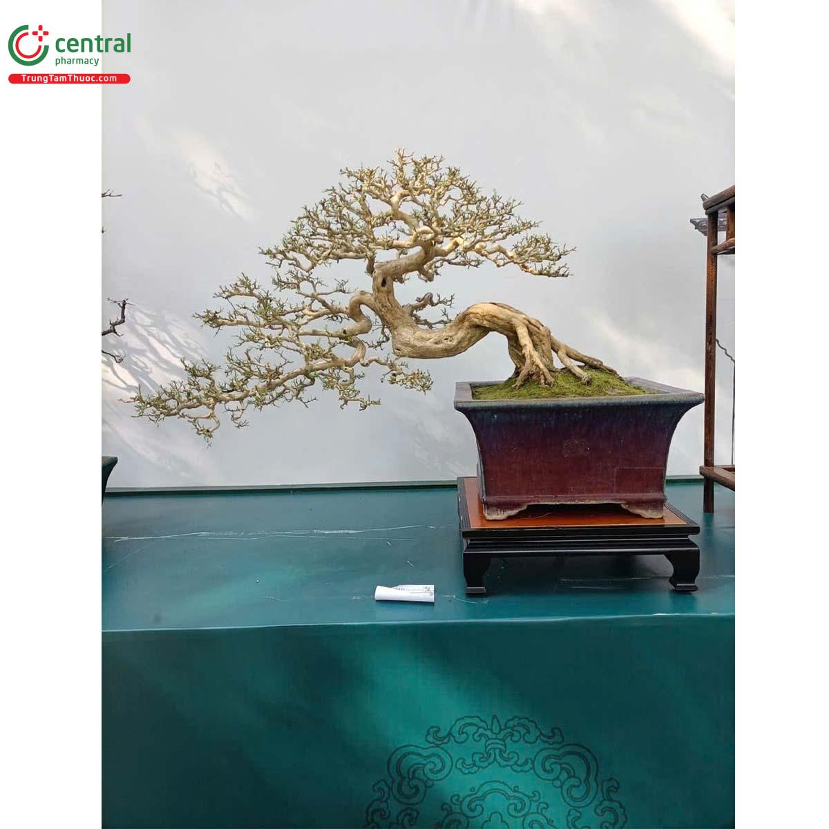 Cây Nguyệt quới tại triển lãm bonsai Trung Quốc toàn quốc