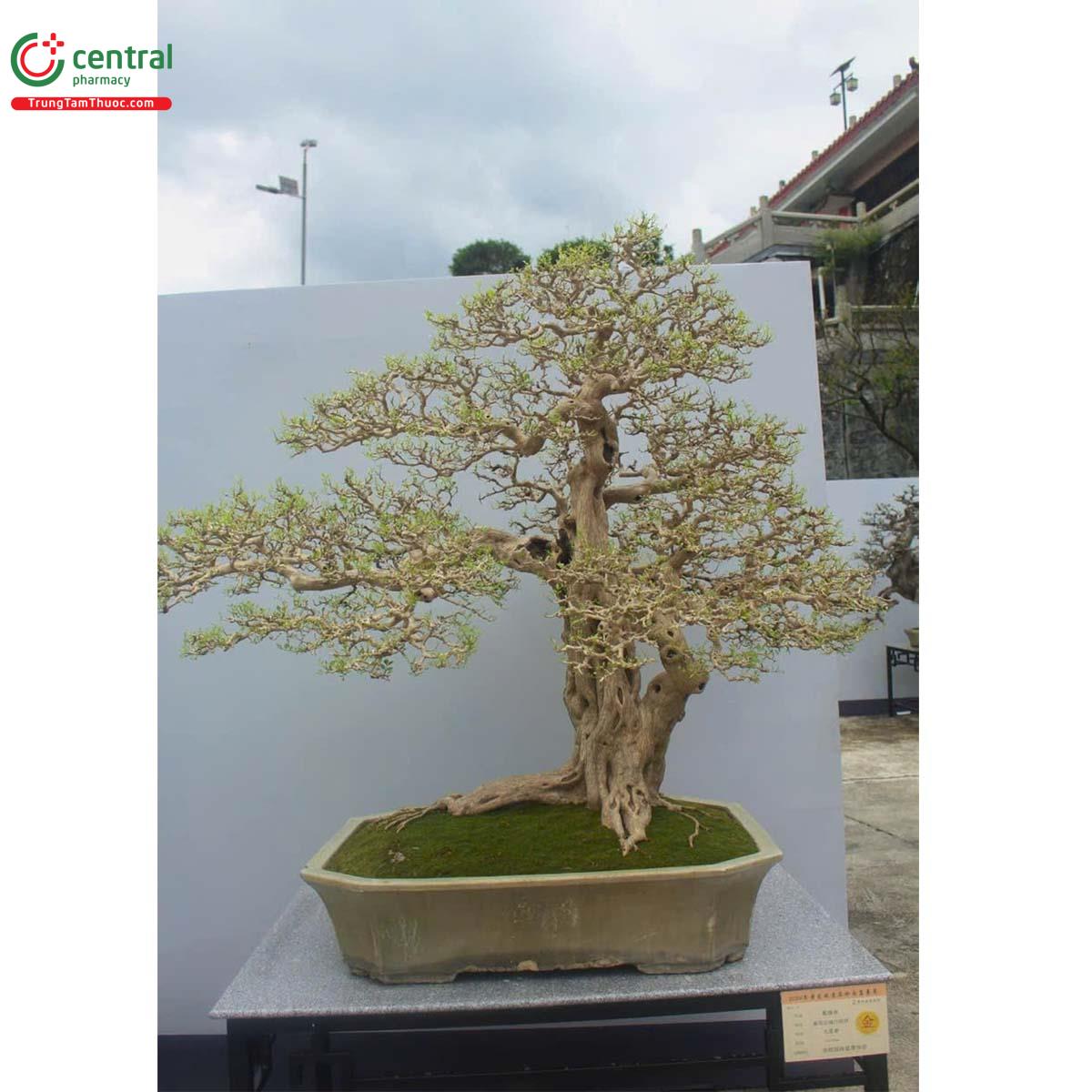 Cây Nguyệt quới tại triển lãm bonsai Trung Quốc toàn quốc