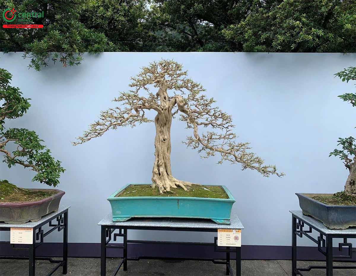 Cây Nguyệt quới tại triển lãm bonsai Trung Quốc toàn quốc