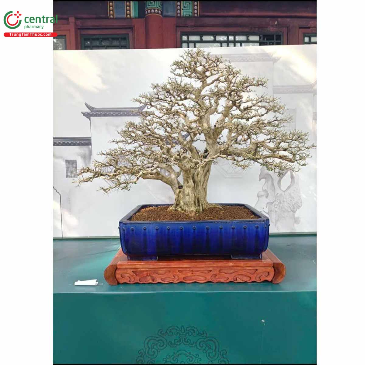 Cây Nguyệt quới tại triển lãm bonsai Trung Quốc toàn quốc