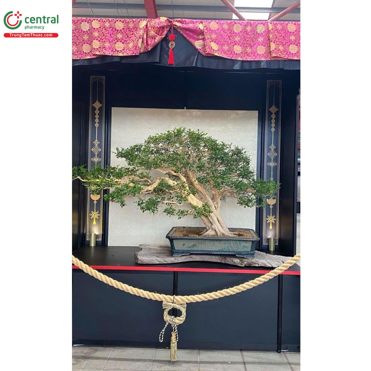 Cây Nguyệt Quế