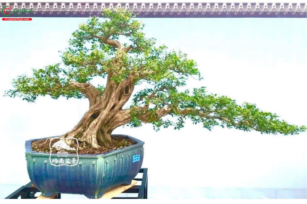 Cây Nguyệt Quế