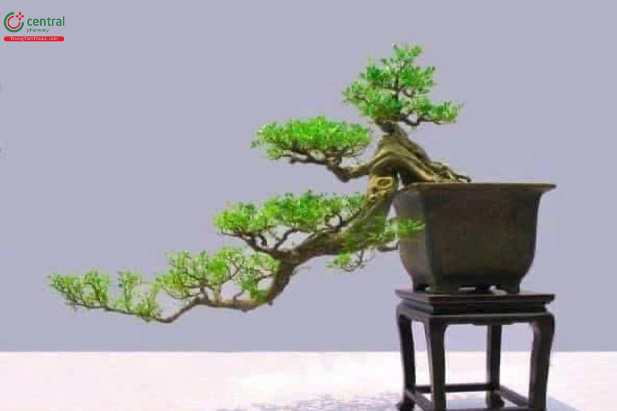 Cây Nguyệt Quế