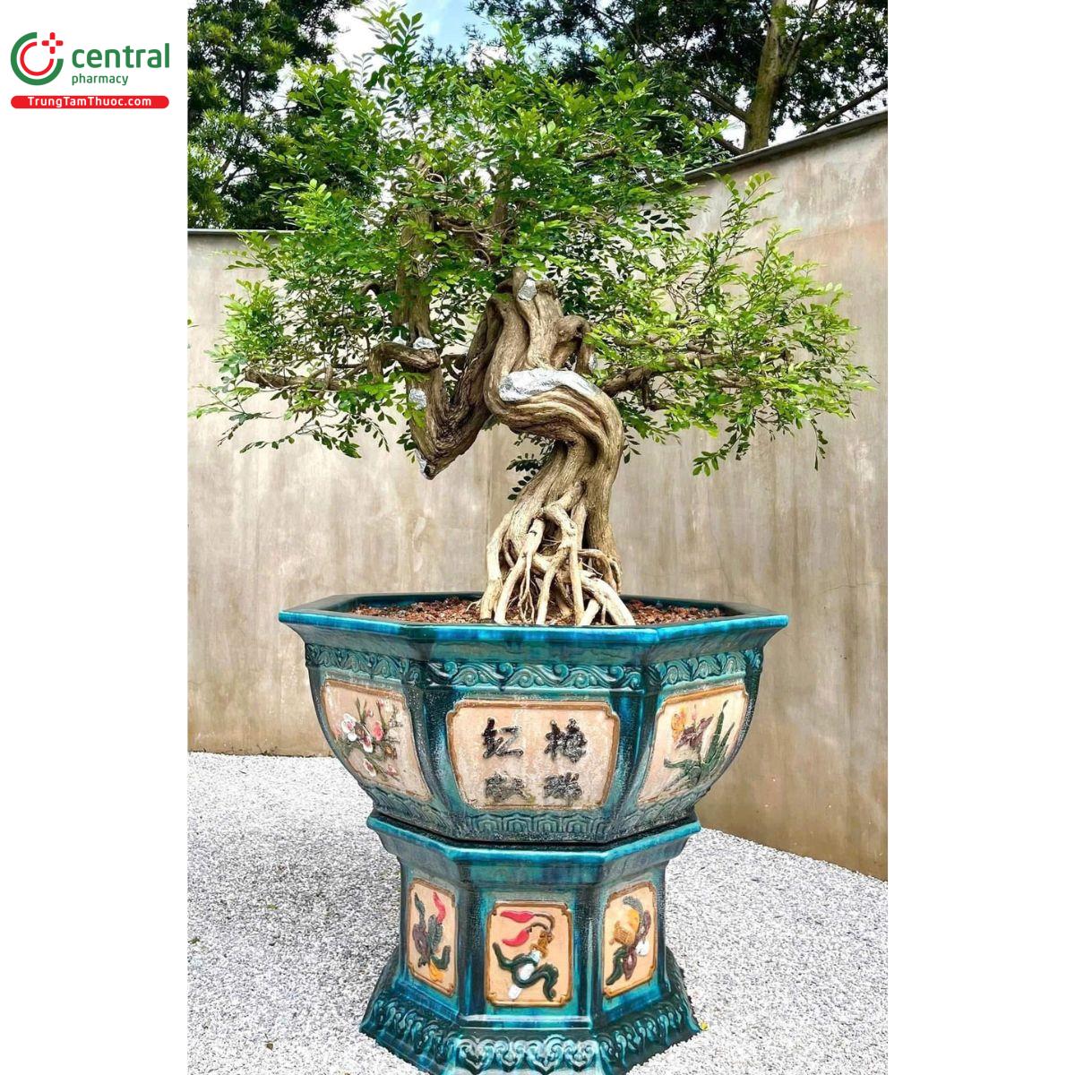 Cây Nguyệt Quế