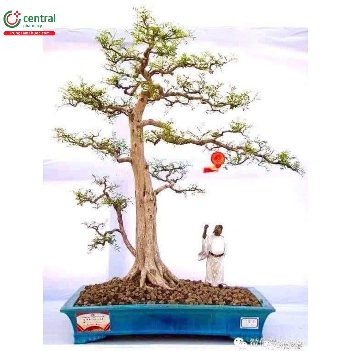 Cây Nguyệt Quế