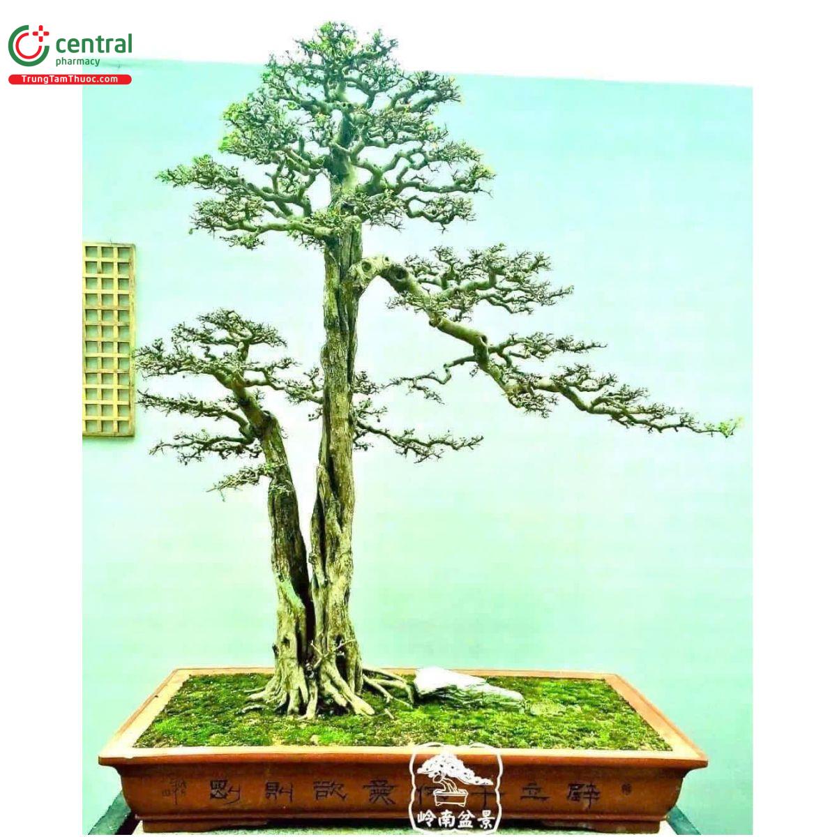 Cây Nguyệt Quế
