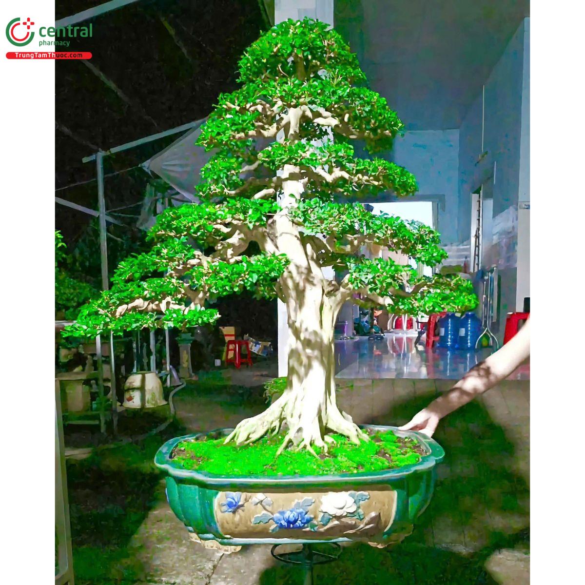 Cây Nguyệt Quế