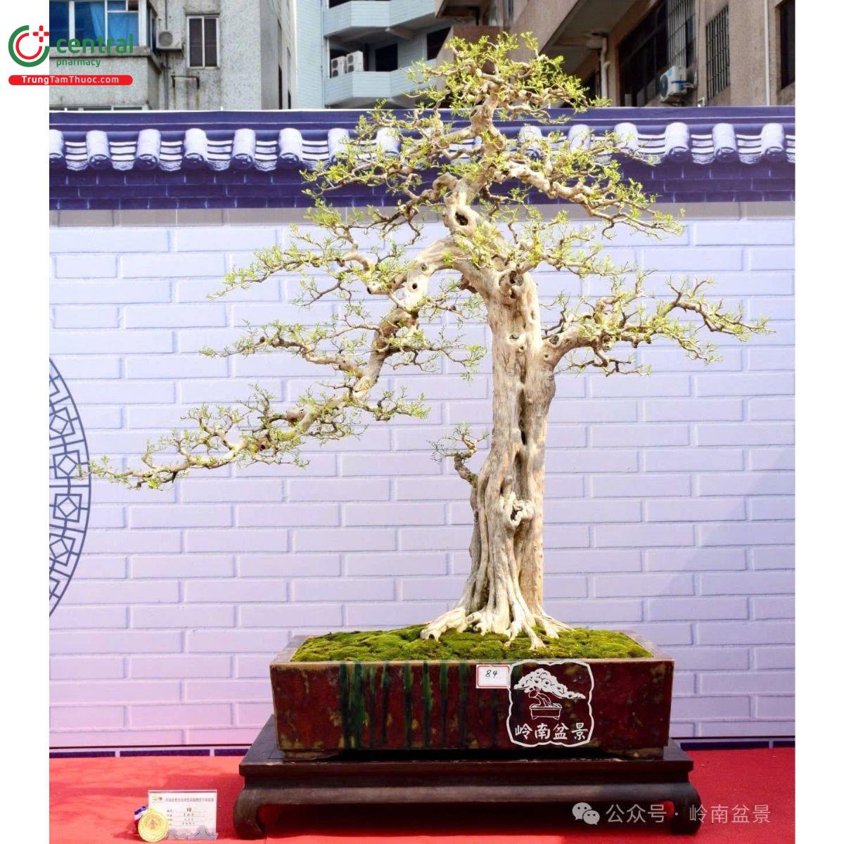 Cây Nguyệt Quế