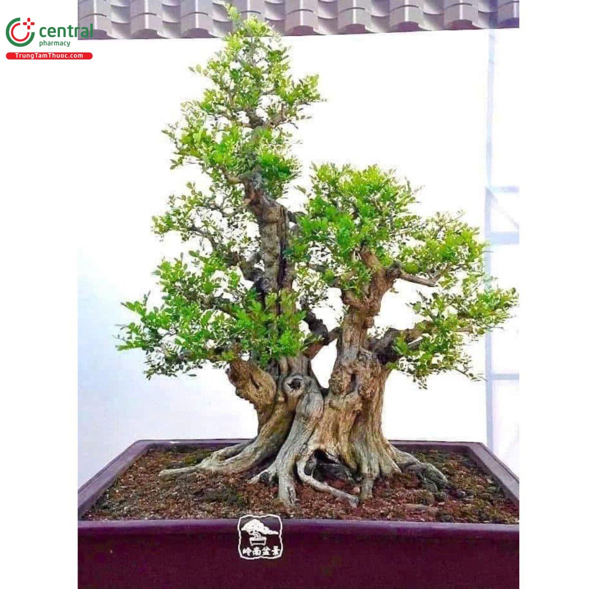 Cây Nguyệt Quế