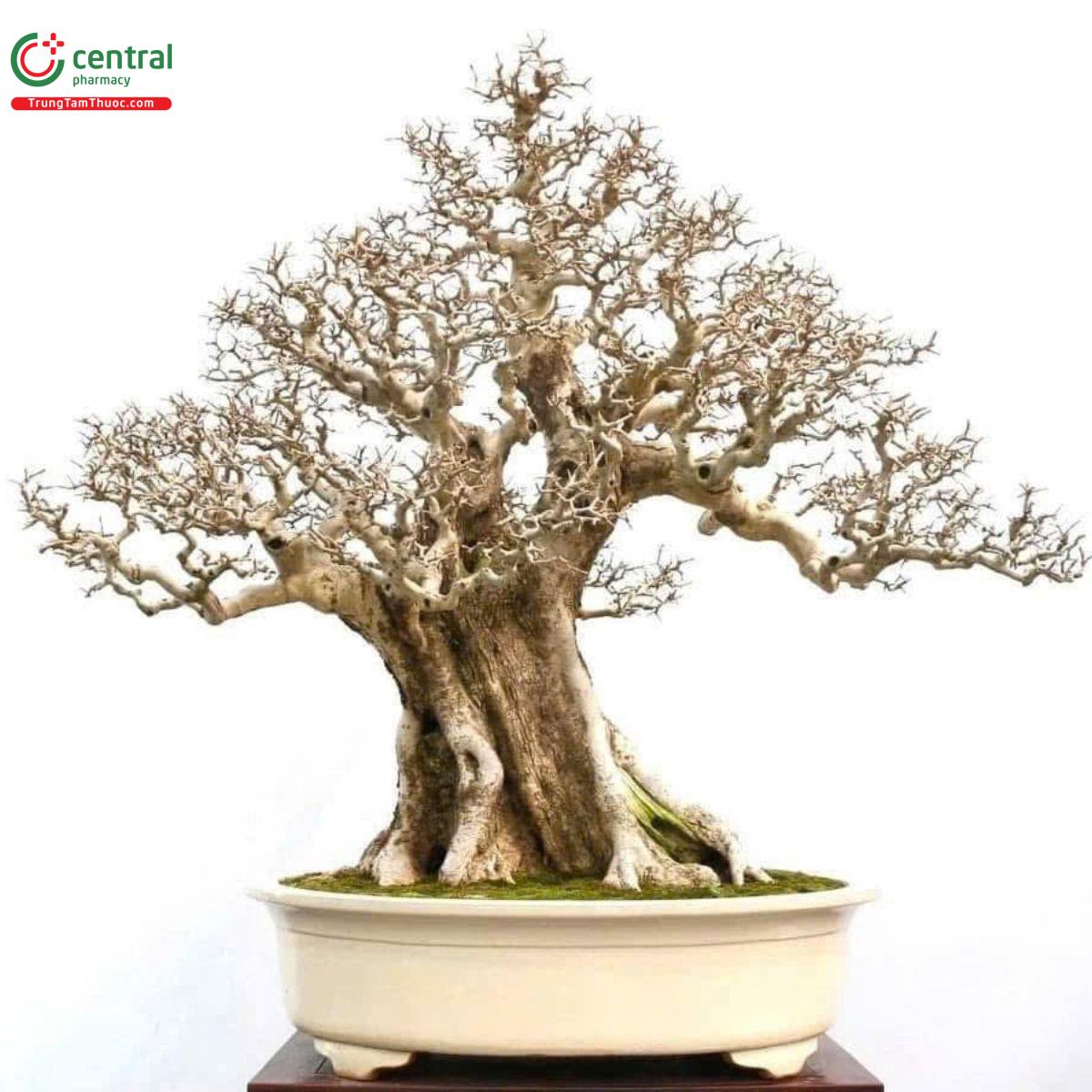 Cây Nguyệt Quế