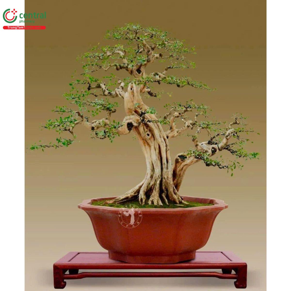 Cây Nguyệt Quế
