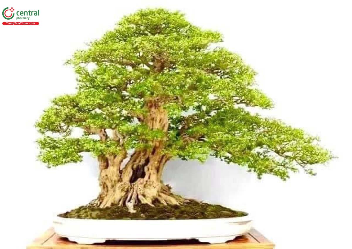 Hình ảnh cây Nguyệt quế bonsai dáng độc lạ