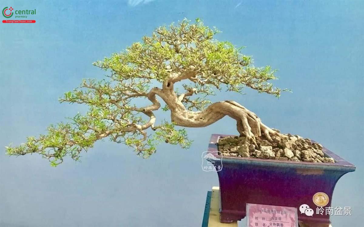 Hình ảnh cây Nguyệt quế bonsai dáng độc lạ
