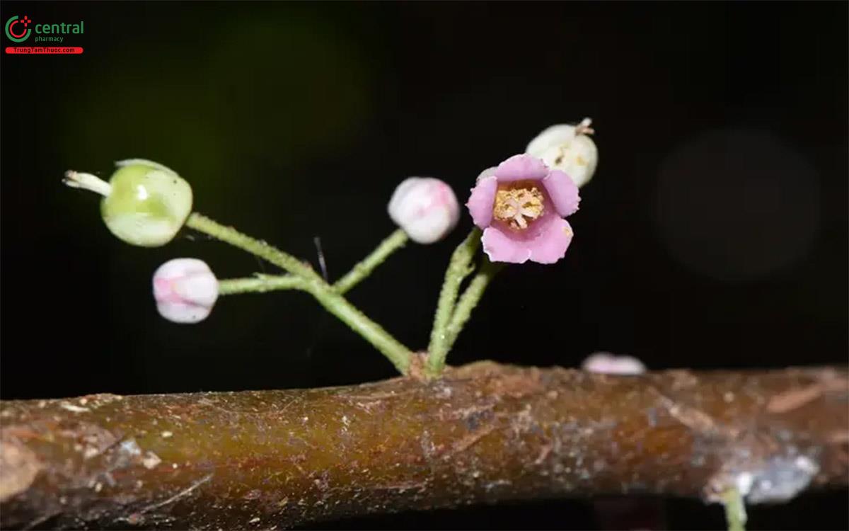 Hoa của cây Nóng