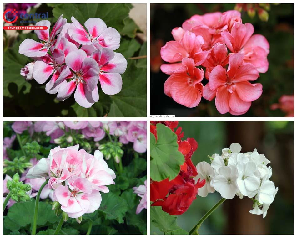 Cây hoa Phong lữ - Loài hoa đẹp với nhiều công dụng