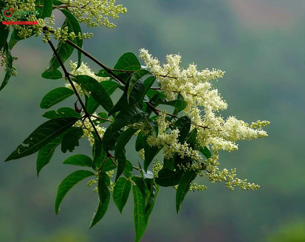 Hoa của cây Râm